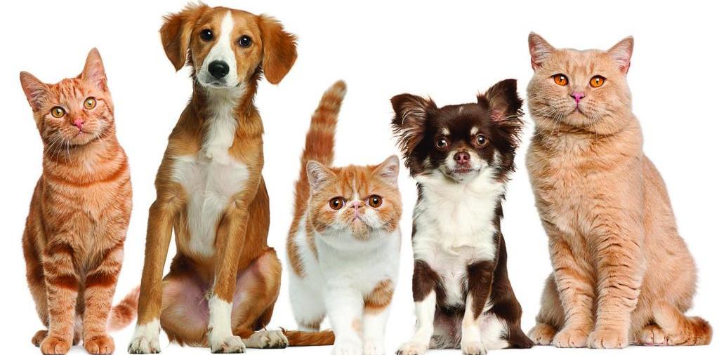 Доска объявлений о животных | ЗооТом - продажа, вязка и услуги для животных в Нижневартовске