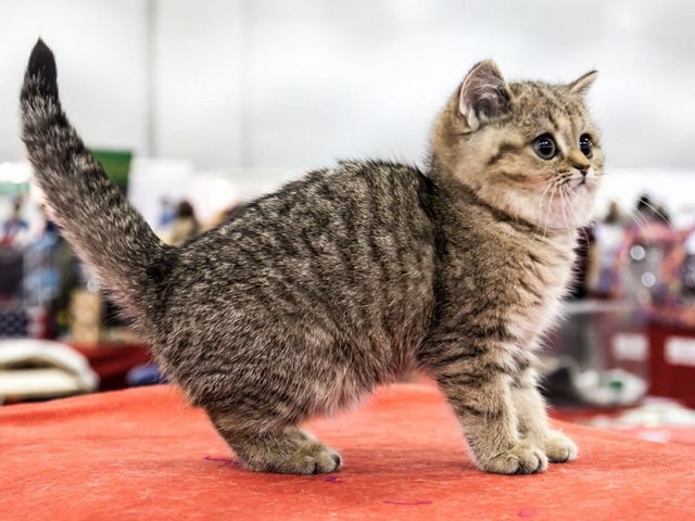 Породы кошек в Нижневартовске | ЗооТом портал о животных