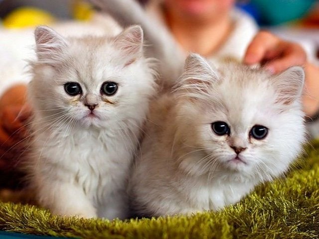Породы кошек в Нижневартовске | ЗооТом портал о животных