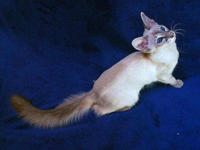Выведенные породы кошек в Нижневартовске | ЗооТом портал о животных