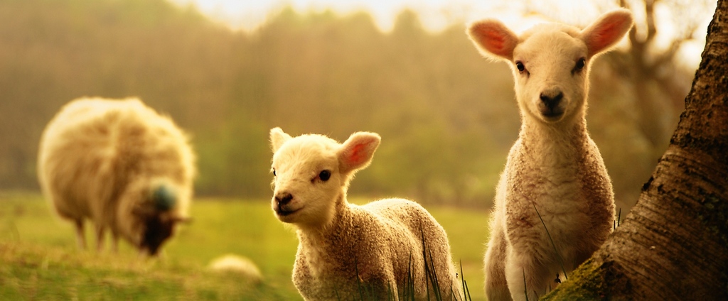 Объявления о сельскохозяйственных животных | ЗооТом - продажа, вязка и услуги для животных в Нижневартовске