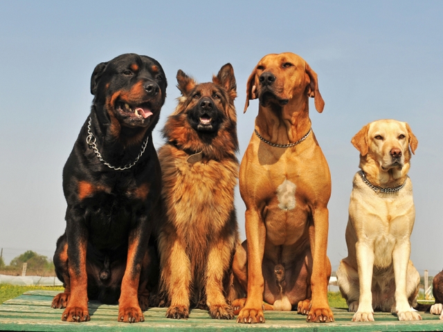 Крупные породы собак в Нижневартовске | ЗооТом портал о животных